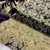 Maria B Luxury Lawn #418 - Image 3